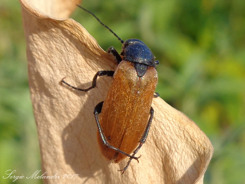 Meloidae - Euzonitis quadrimaculata